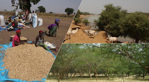 A composite photo illustrates the different land-uses in Turtle Dove wintering areas: It shows livestock grazing beneath trees near a river (top right), a thicket of acacia in short grassland (bottom right) and the local community of Beer-Sheba, in Senegal, harvesting peanuts (left).