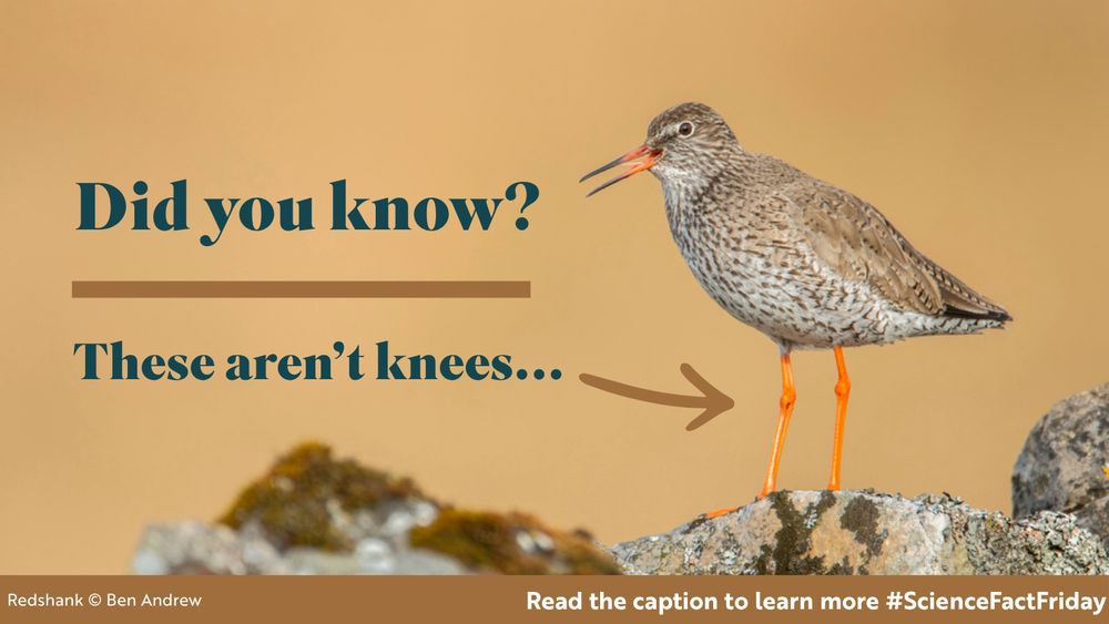 A Redshank stands on a stone wall, its orange-red legs clearly visible. Text reads: Did you know? These aren't knees....