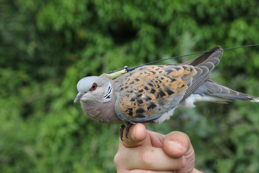 A Turtle Dove is held to camera with a small piece of tracking equipment fixed to its back. The bird has a grey head and breast with brown-black patterning on its wings creating a tortoiseshell-like pattern.