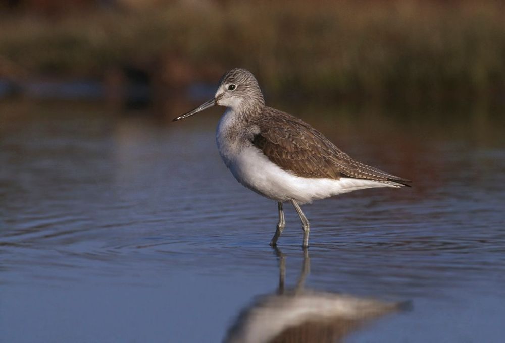 A greenshank walks alone through a lake, feeding on the invertebrates in the water.