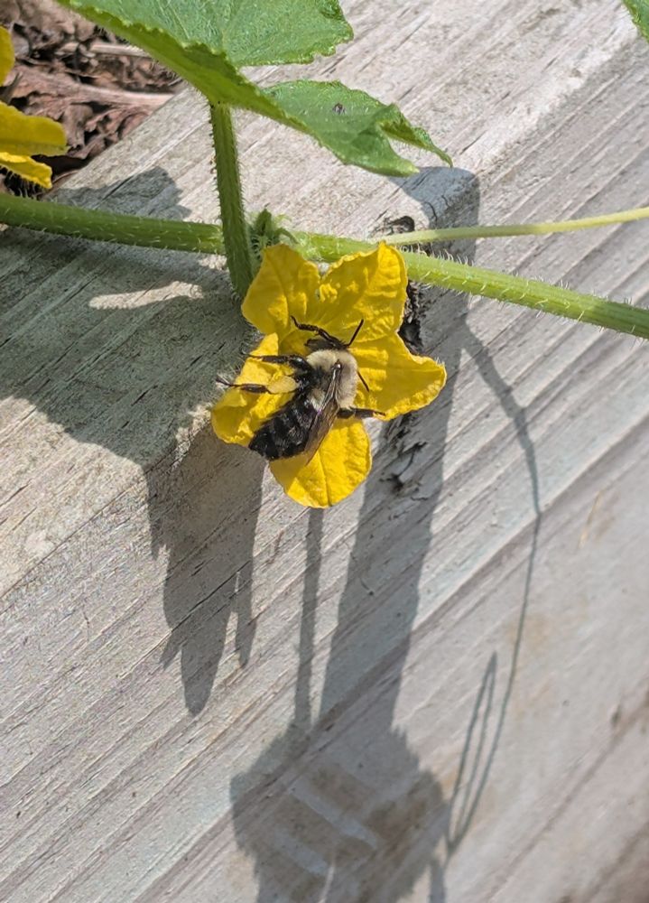 Bumblebee inside a yellow cucumber flower, attached to a vine hanging over the side of a wooden garden box.