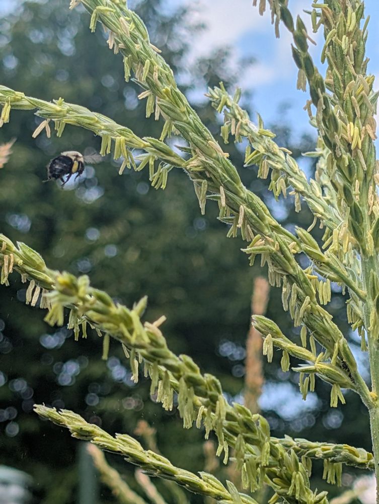 Blurry photo of a bumblebee near a corn tassel.