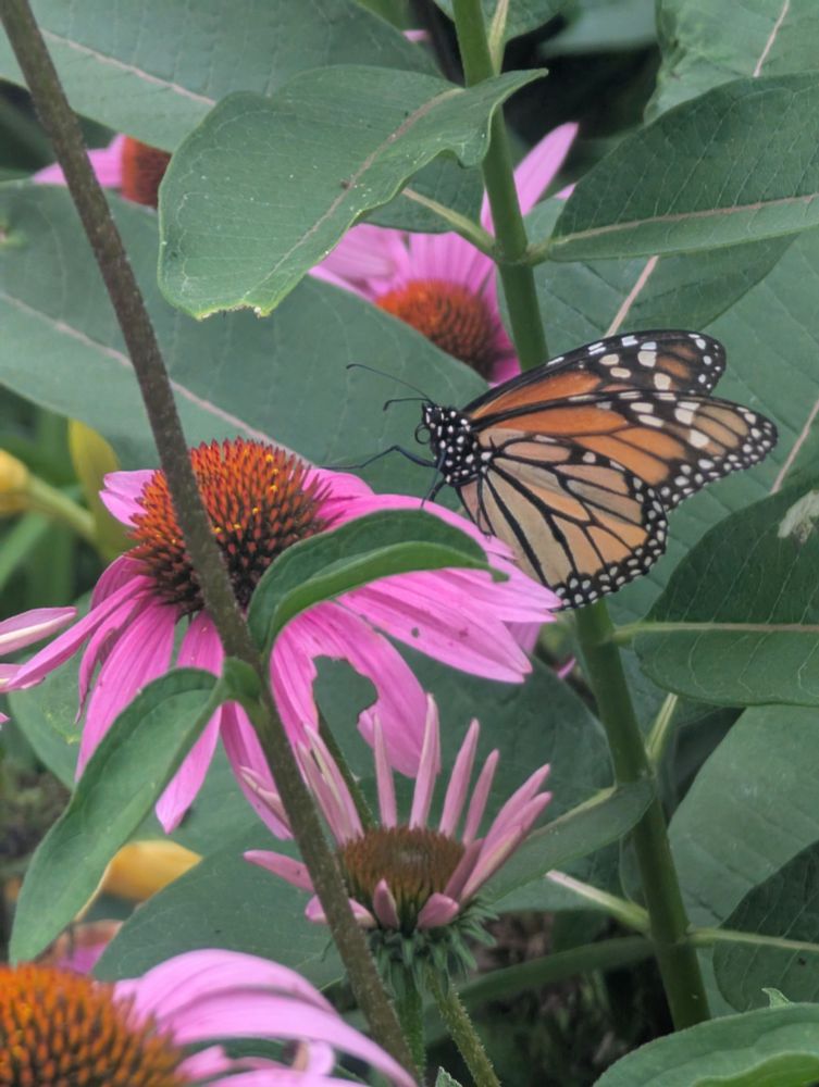 Monarch butterfly sitting on a pink coneflower petal with many other flowers and leaves around it.