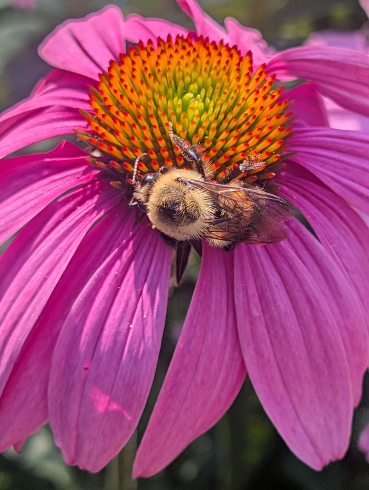 Close-up of bumblebee on the bright yellow-orange center of a pink coneflower.