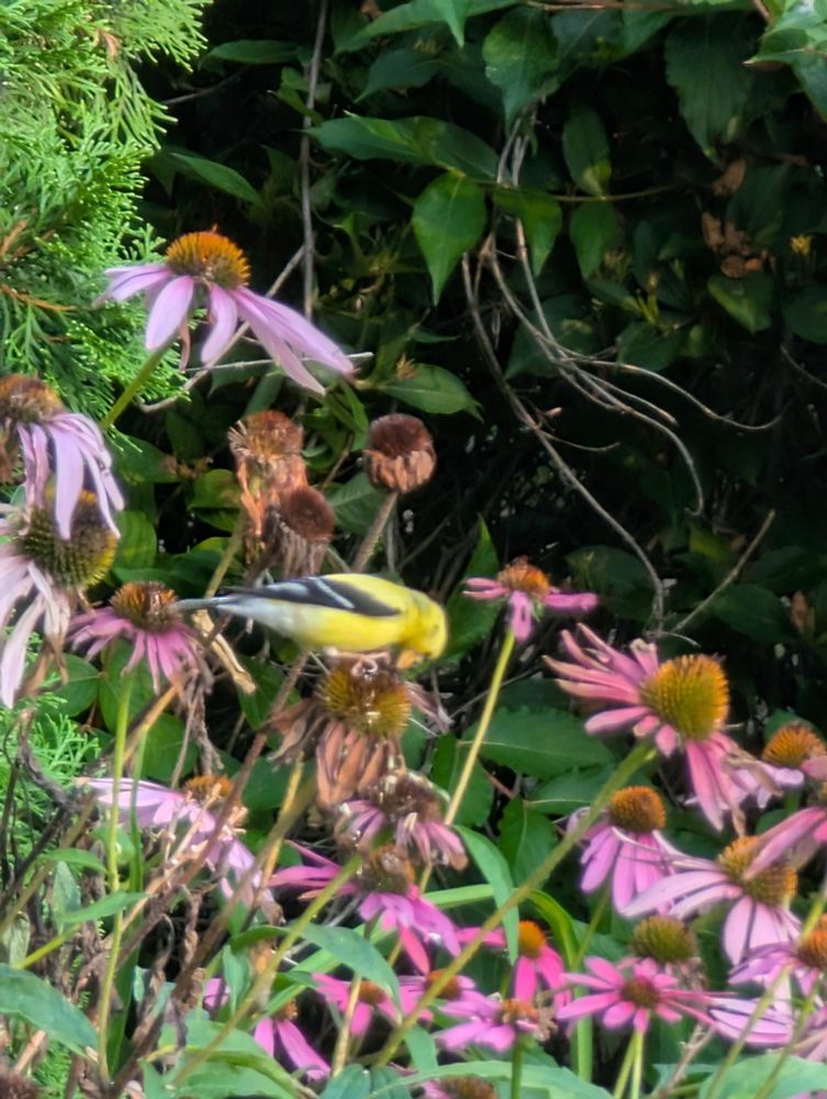 Goldfinch feeding on a purple coneflower.