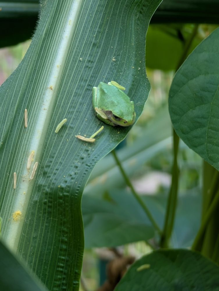 Small green frog on a large strappy corn leaf, with some pollen from the corn tassel around it.