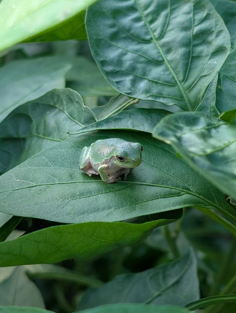 Small green tree frog on green leaves 