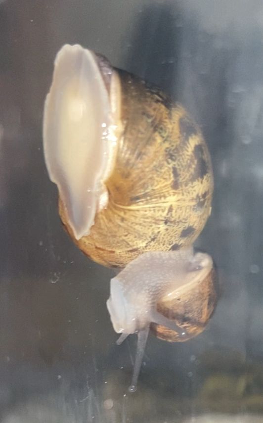 A photo of the much smaller and newer snail crawling on the much larger one, who appears to be sleeping on the side of the tank.