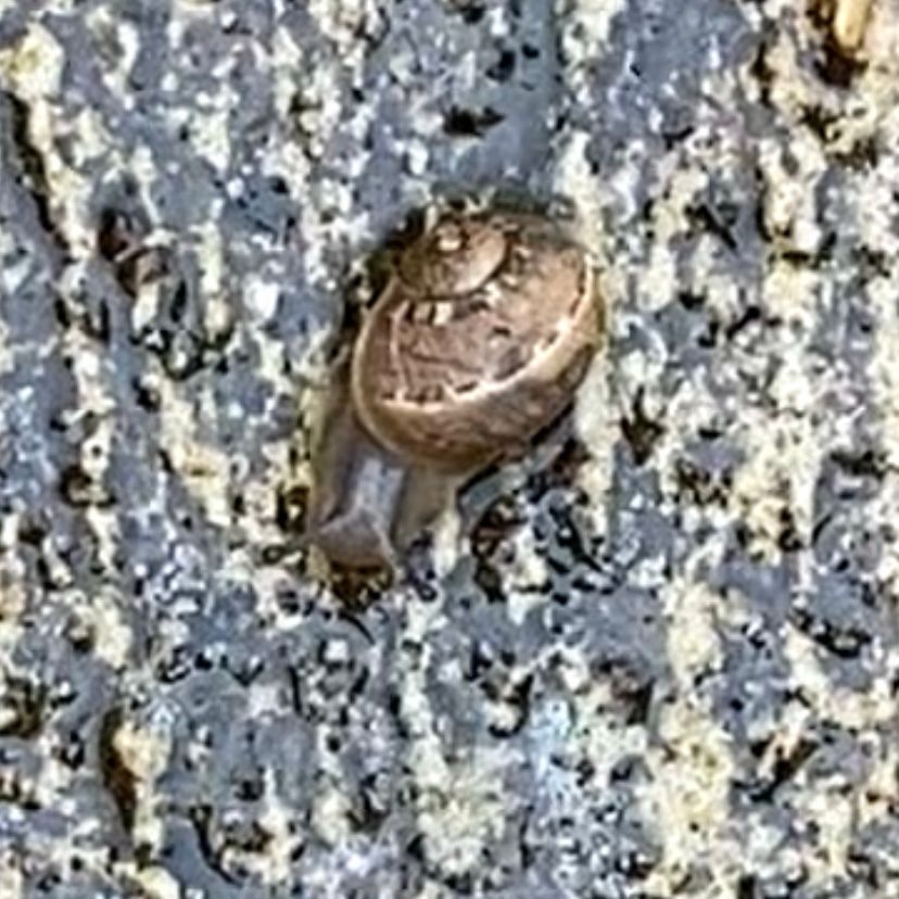 A small snail.