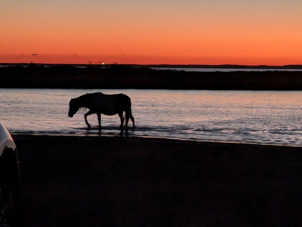Horse crossing the surf at sunset, Assateague Island National Seashore 