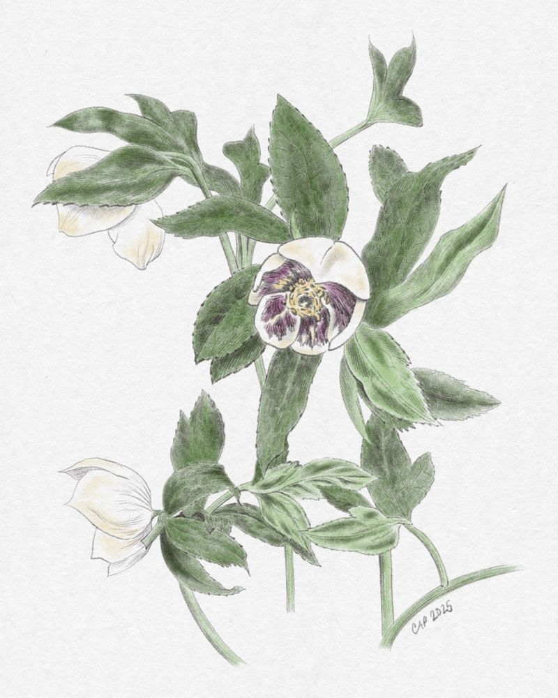 A drawing of hellebore flowers. 