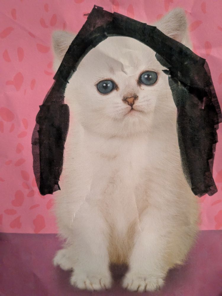 Real white kitten on pink background with colored black marker around the head