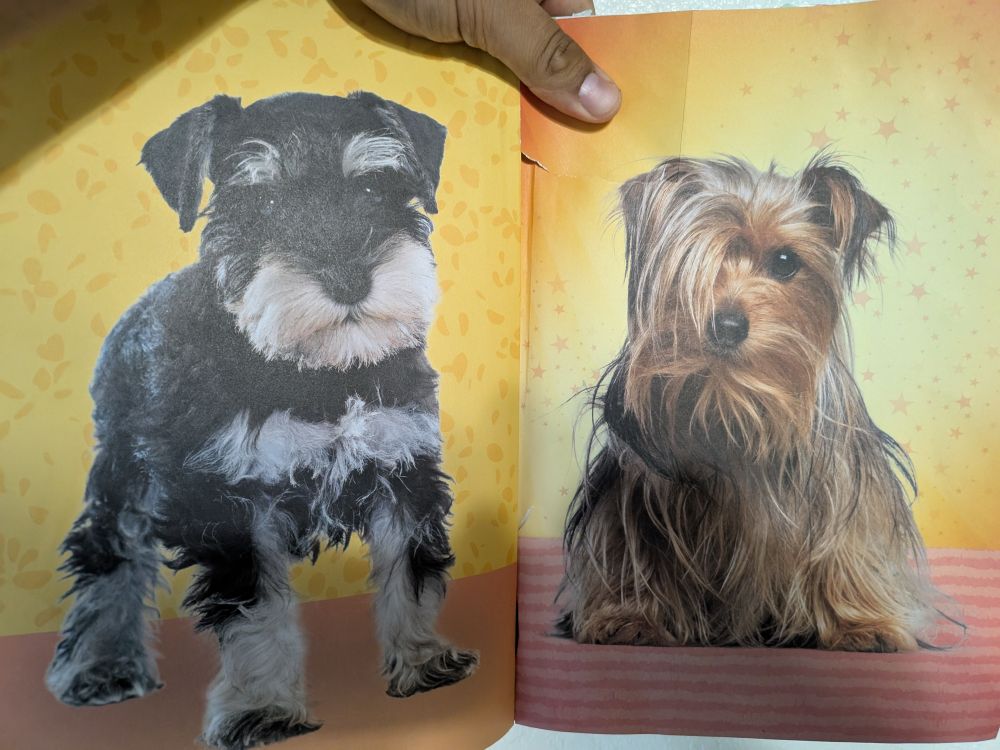 Two puppies each on a page with abstract background 