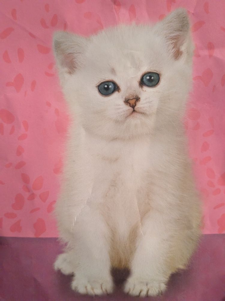 Same real white kitten on pink background edited with no black marker anymore