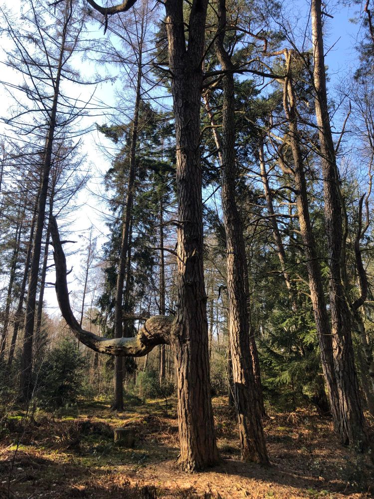 Bomen in de zon, waarvan eentje met enorme half rond lopende zijtak.
