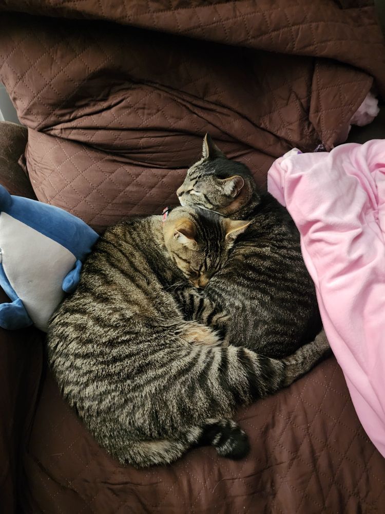 Darth and Harry snuggled up on the couch together all cute like