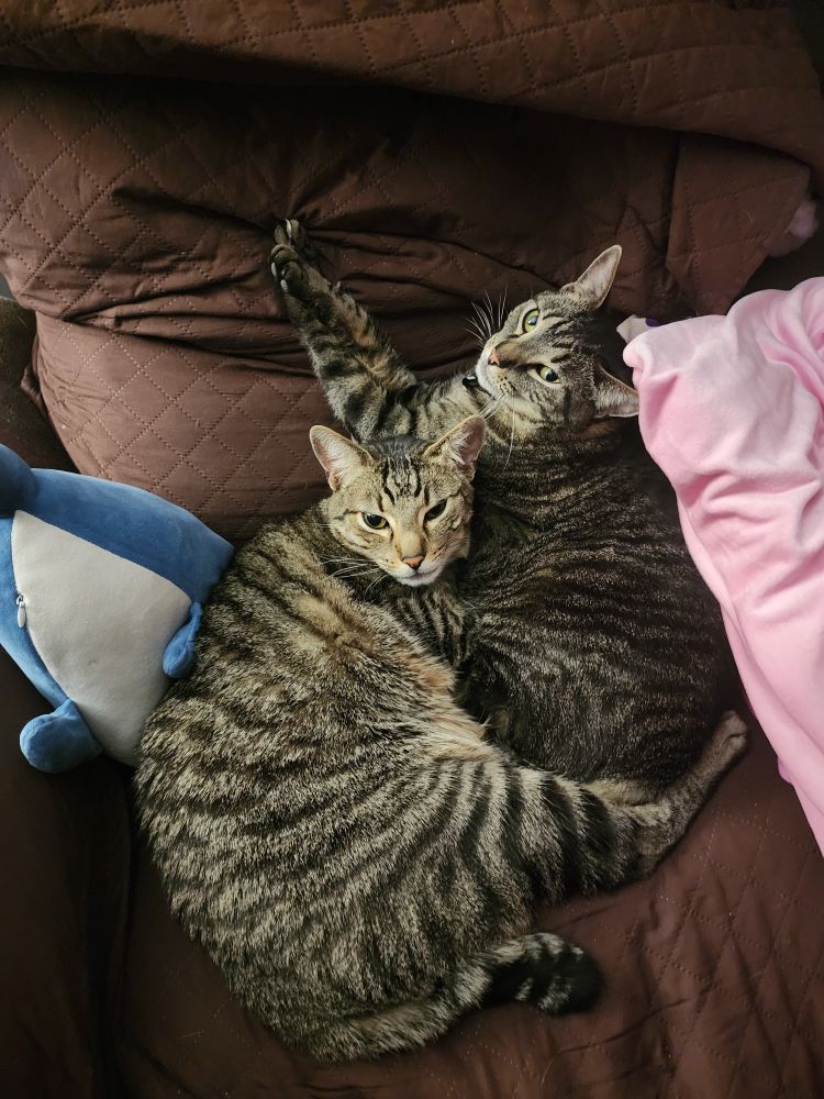 Oops I made a noise and now they both lookin at me