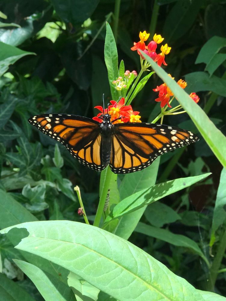 Female Monarch Butterfly against a leafy green background.