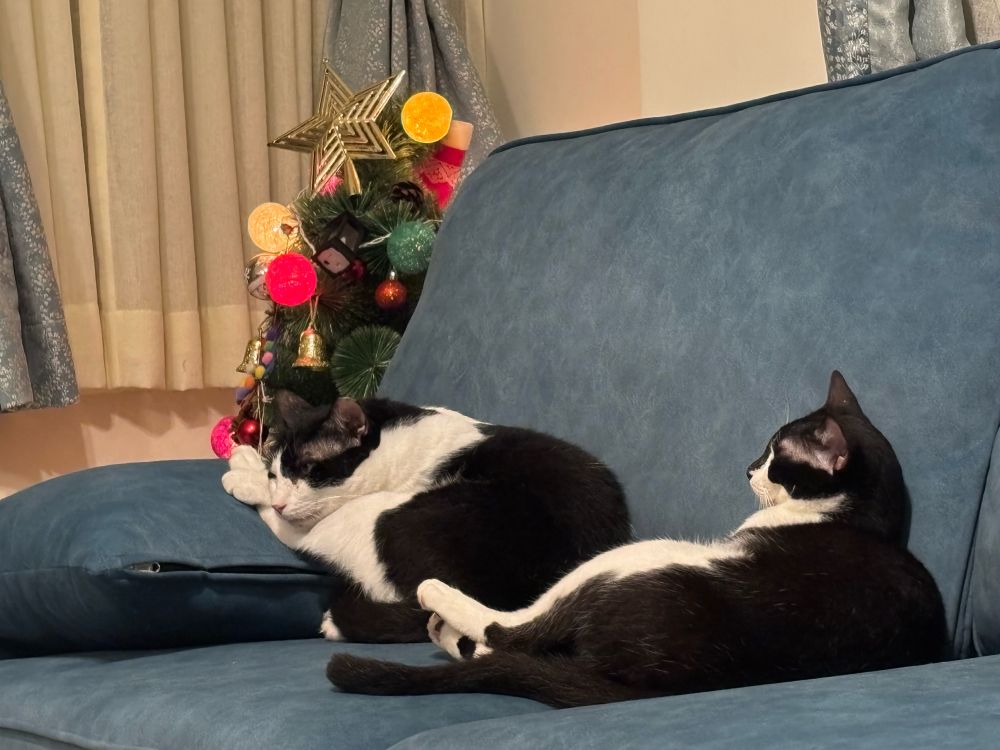 Two tuxedo cats, one slightly smaller than the other sleep on a blue sofa and blue cushion. Behind them is a lit-up Christmas tree. The window beyond is shut and the sheer curtains are drawn.