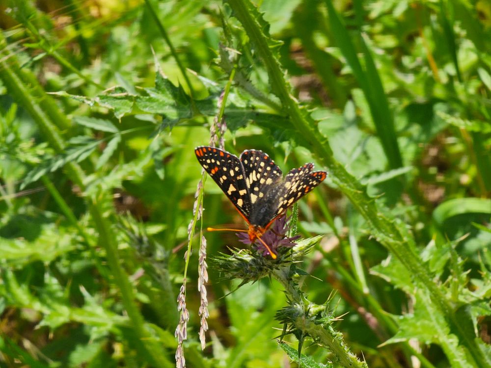 A butterfly on a thistle. It is dark brown with bright yellow and orange spots.