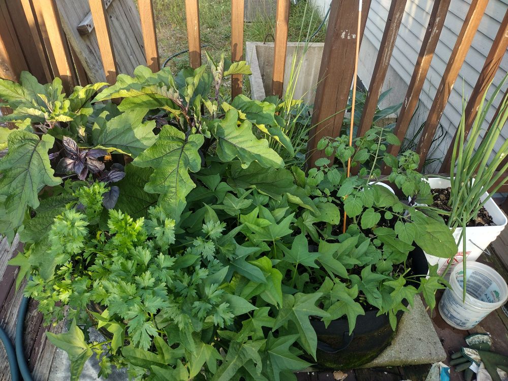 Potted vegetables on my junky porch 