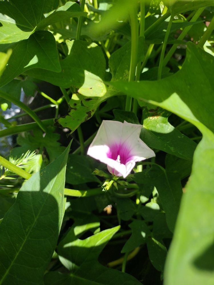 Sweet potato flower 