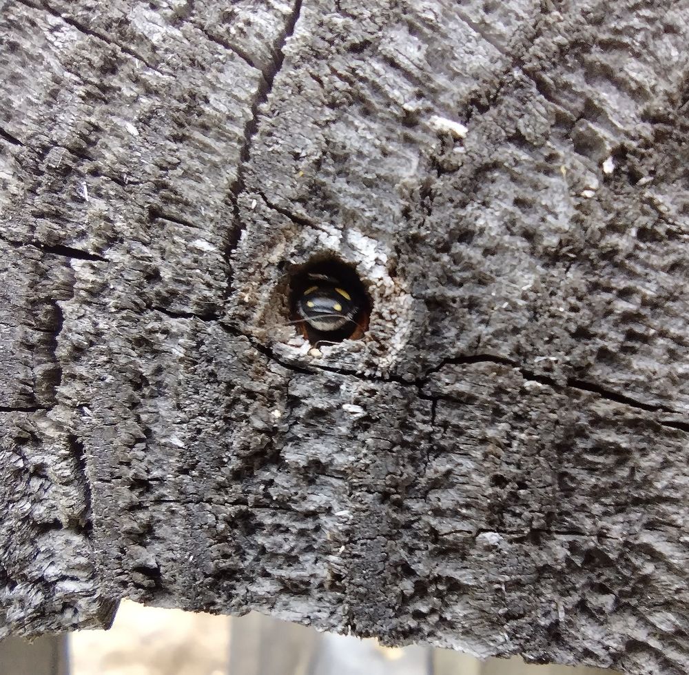 Bee butt in hole 