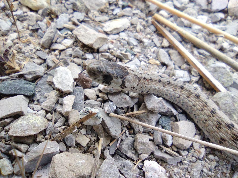 Snake, bad eye (black, dried blood?)