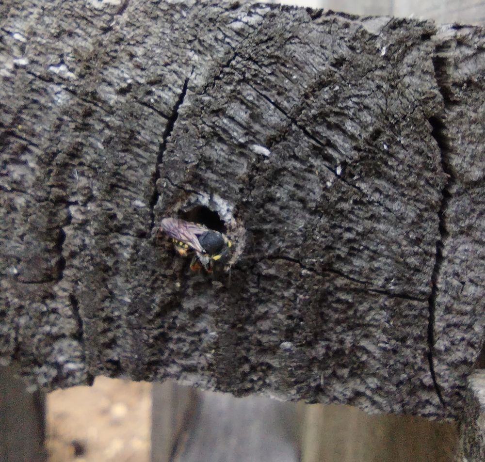 Lil bee comin out of hole 