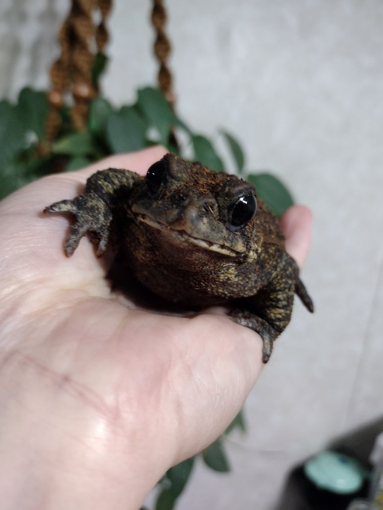 Froggy in hand 