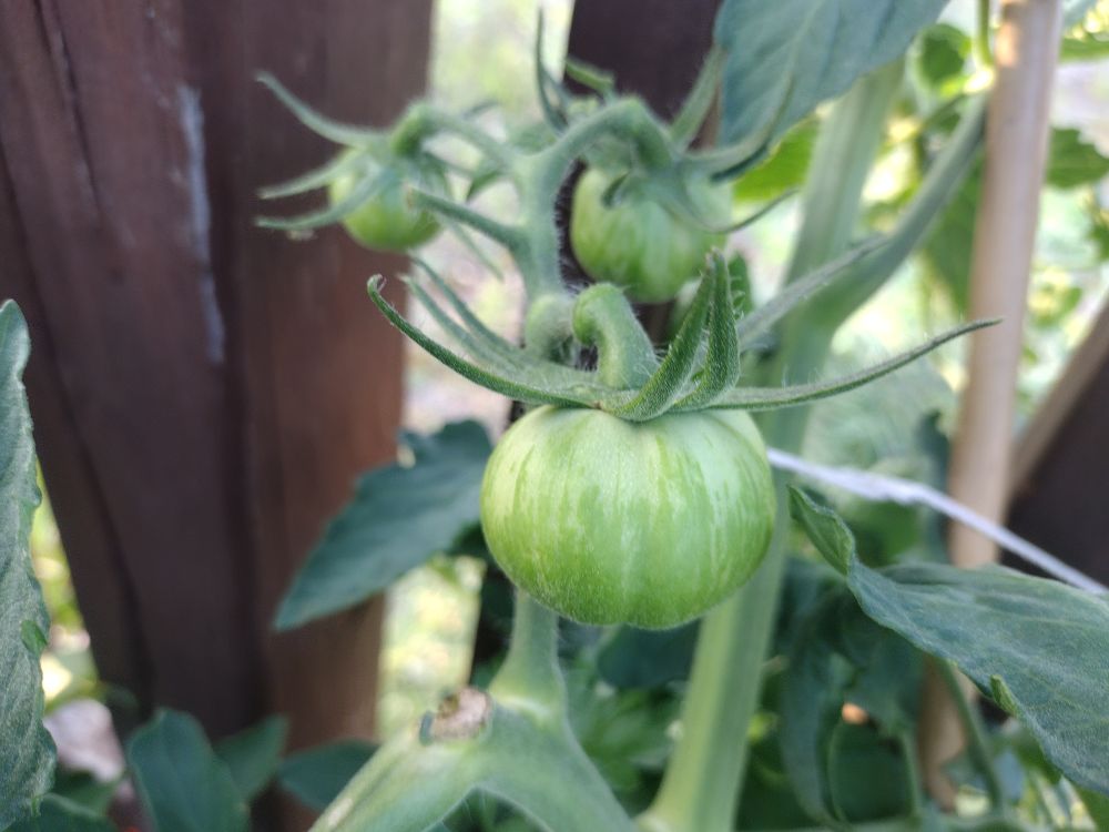 Unripe tomatoes