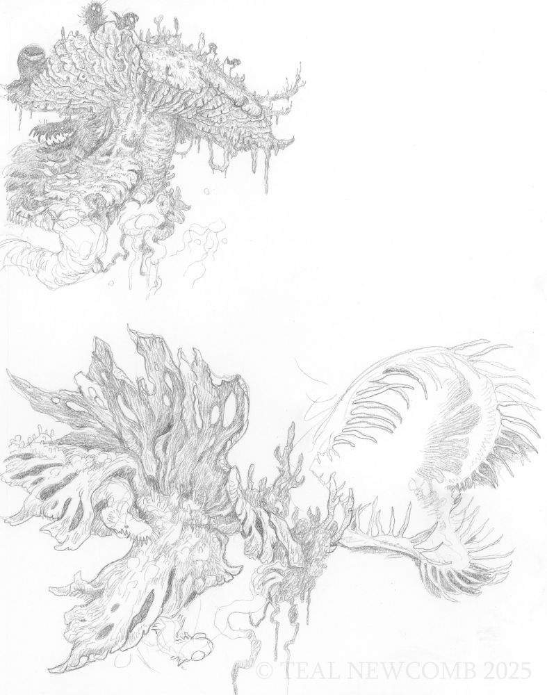 sketches of weird mushrooms and critters