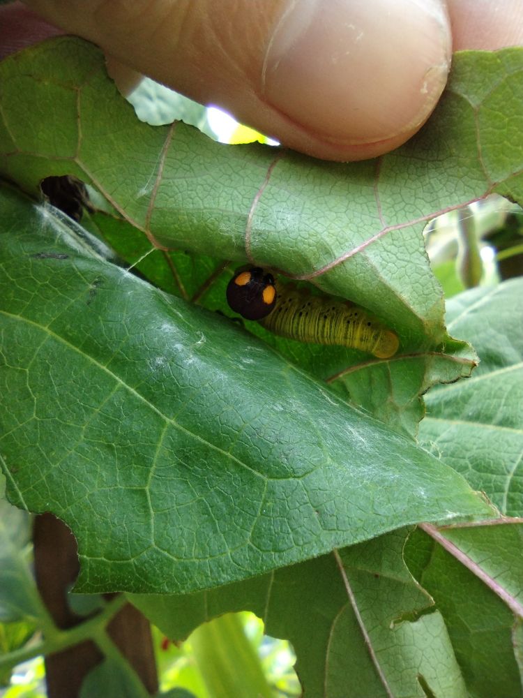 Revealed! He was hiding! (Big head caterpillar with orange eye spots)

Also my thumb nail is a little fucked up because I almost chopped my fingie at work 