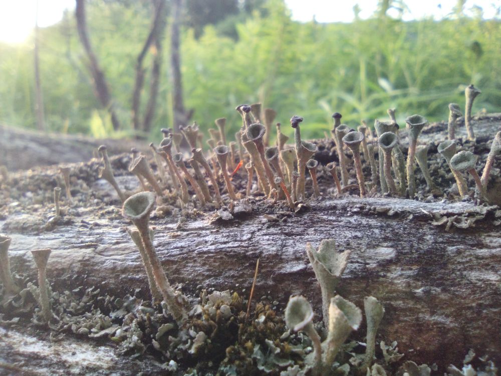 Log with cup lichen