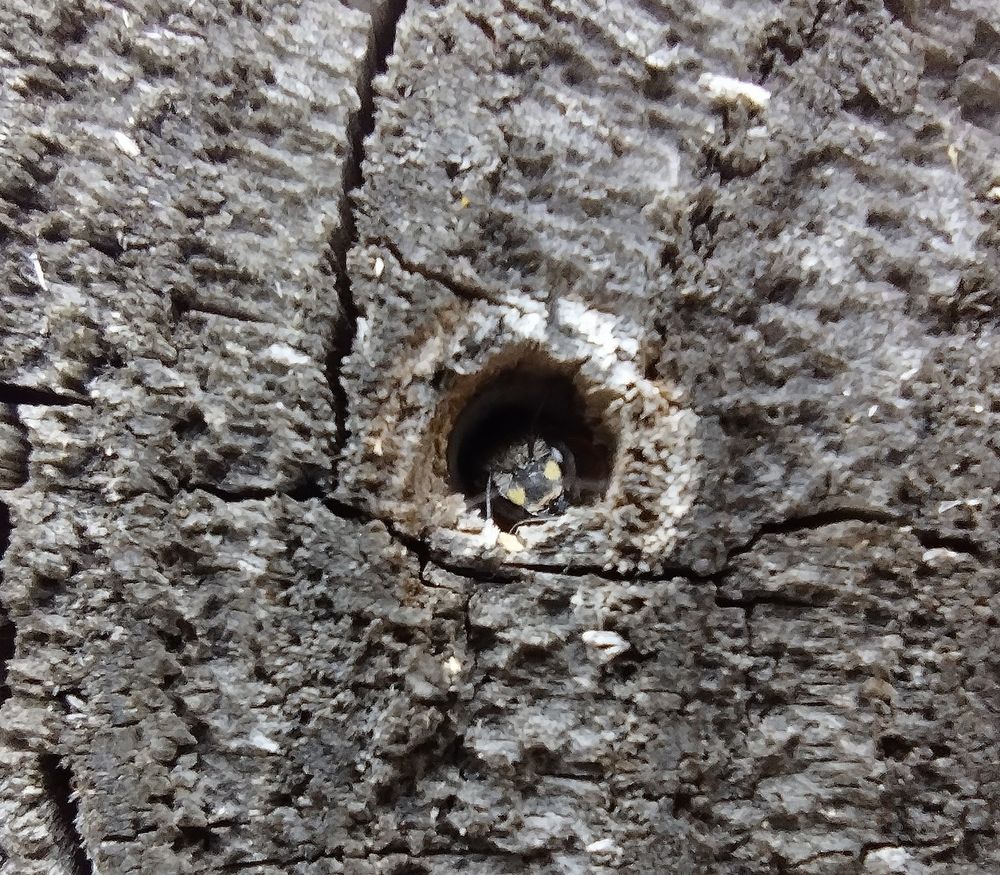 Tiny lil bee peeking out of hole 