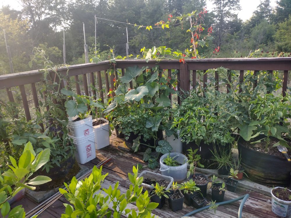 Shitty porch with plants growing out of five gallon buckets and grungy grow bags 