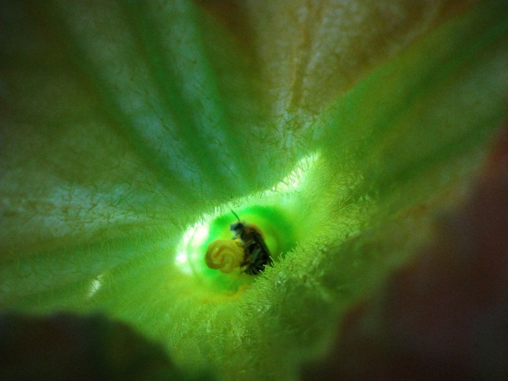 Male squash bee in a squash blossom 