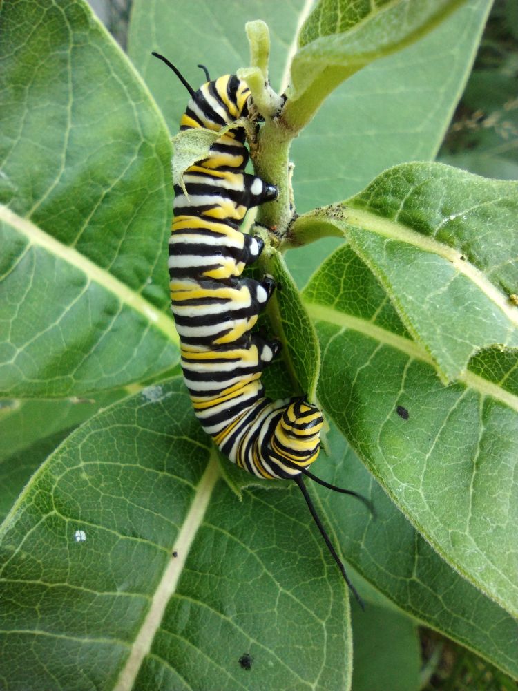 Monarch caterpillar 
