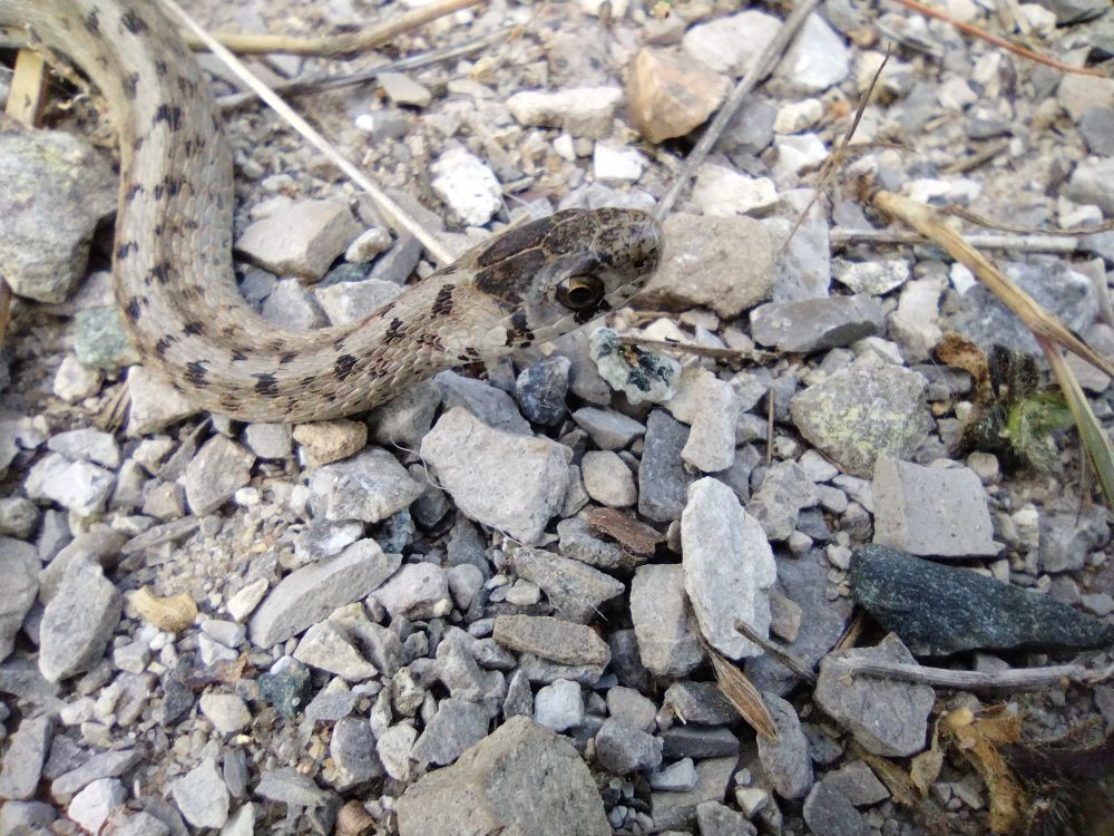 Snake, good eye 