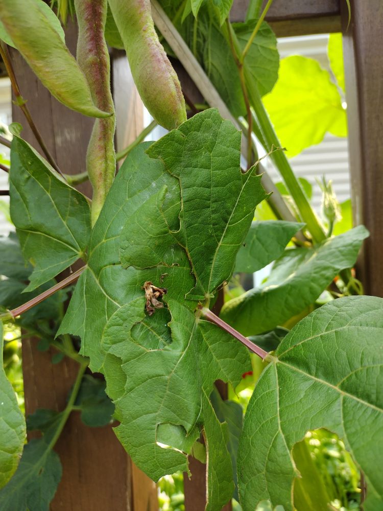Bean leafs. Stuck together??
