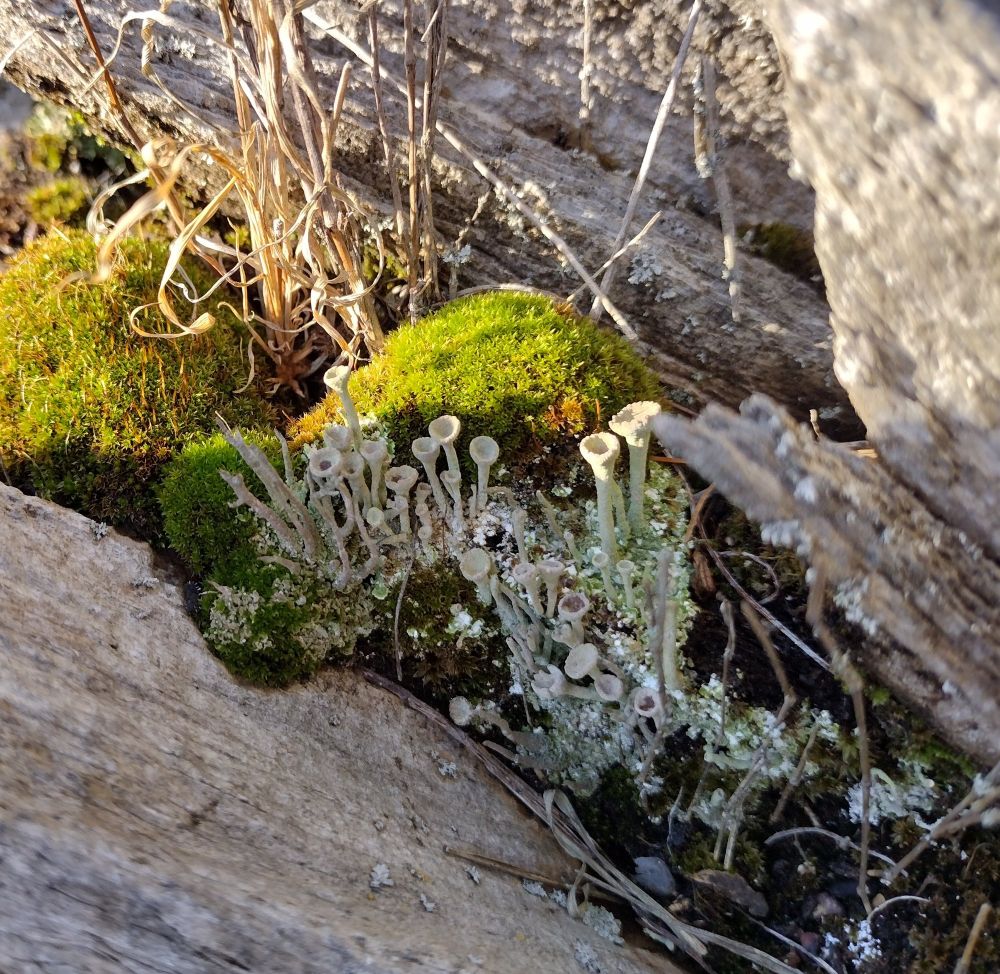 Lichens 