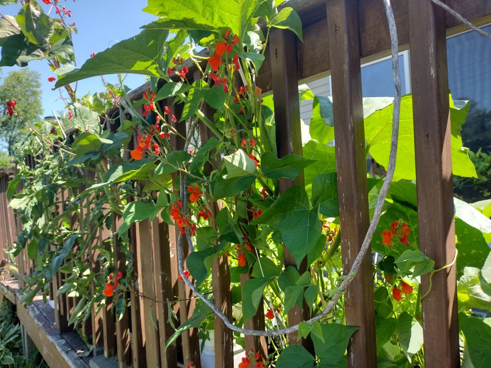 Runner beans growing through the porch rail