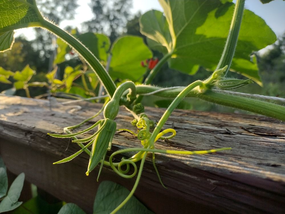 Unopened squash blossom