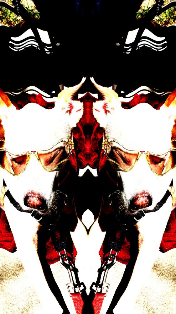 dogs in the blinding sun