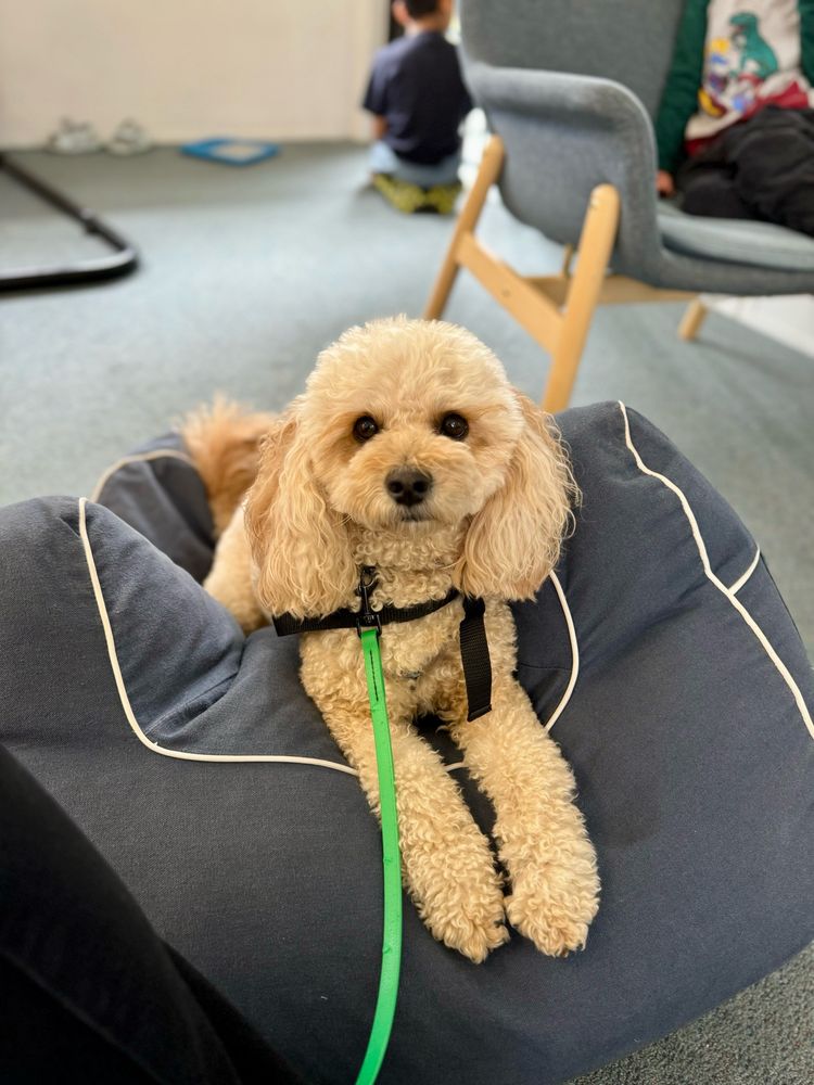 Cream cavoodle sitting on a beanbag in a classroom 