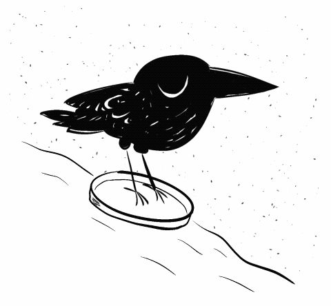 Self-drawn animation of a crow skiing on a lid