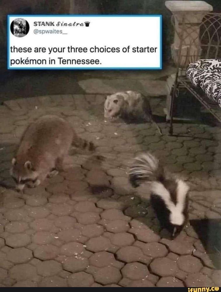 A possum, racoon, and skunk on a patio with a Tweet from Stank Sinatra (@spwaites_): these are your three choices of starter pokémon in Tennessee.