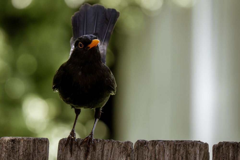 a blackbird on a wooden fence, looking at the camera