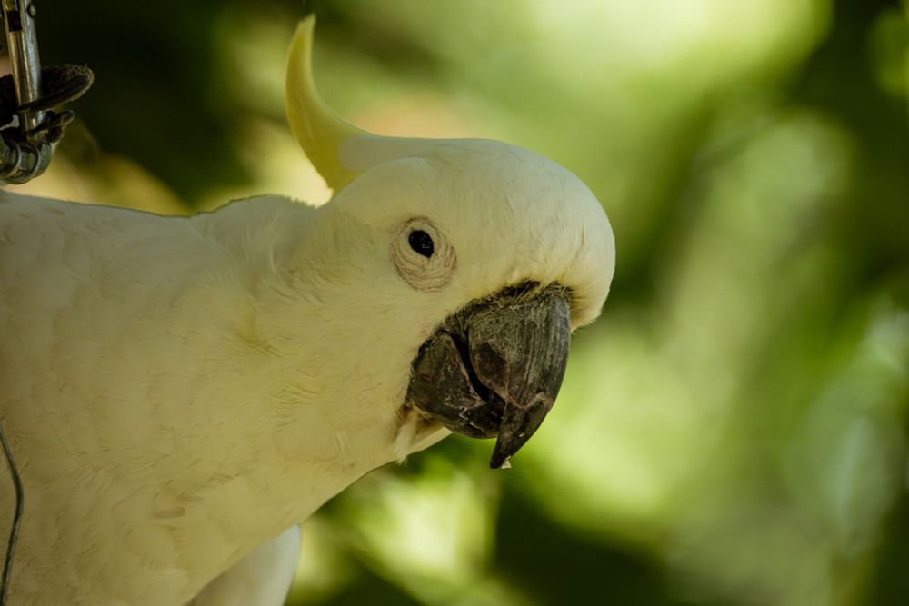 A cockatoo looking at the camera with an annoyed expression on its face.