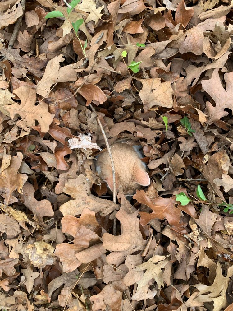 Frasco (an orange and white American tabby cat) in a pile of leaves, hunting the critters within 